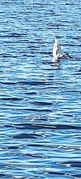 Swan feeding.jpg