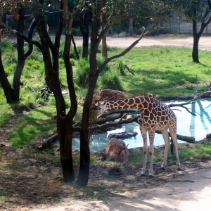 Giraffe at DAKL.