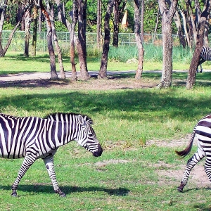 Zebras at DAKL.