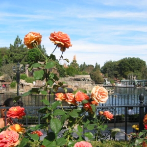 Disneyland Rose