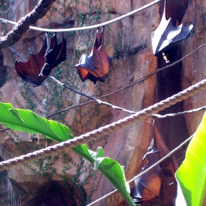 Maharajah Jungle Trek - Bats