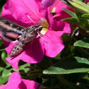 Hummingbird moth #1