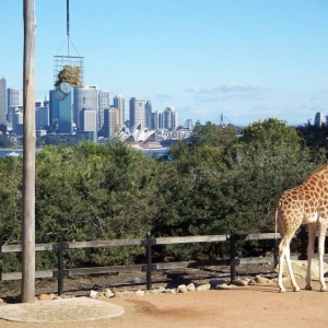 giraffe at Toronga