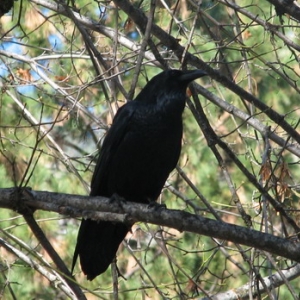 Crow in Yosemite