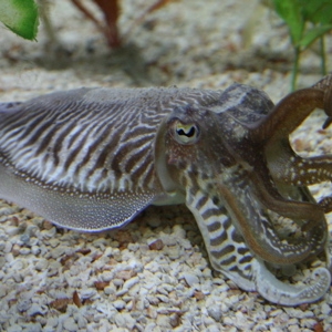 Cuttlefish - The Seas, EPCOT