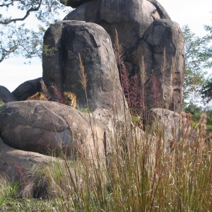 Lions at Pride Rock