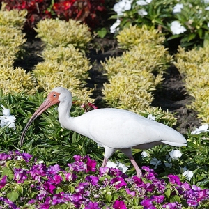 White Ibis at Epcot garden