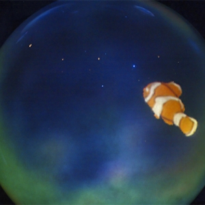 Finding Nemo - bubble