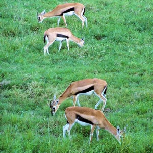 Gazelles at DAKL