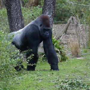 Strolling gorilla