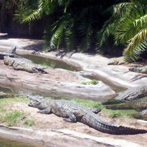 Crocs at DAK