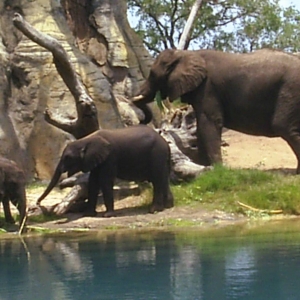 Elephants at AK