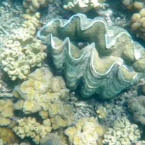 Great Barrier Reef