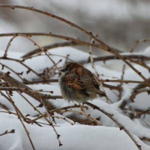 Bird_of_winter
