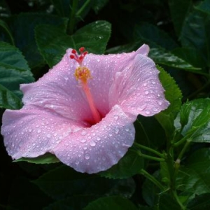 Polynesian Flower