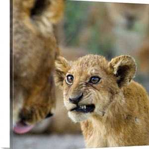 close-up-of-a-lion-cub-ngorongoro-conservation-area-arusha-region-tanzania-