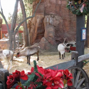 Disneyland-December 11, 2005