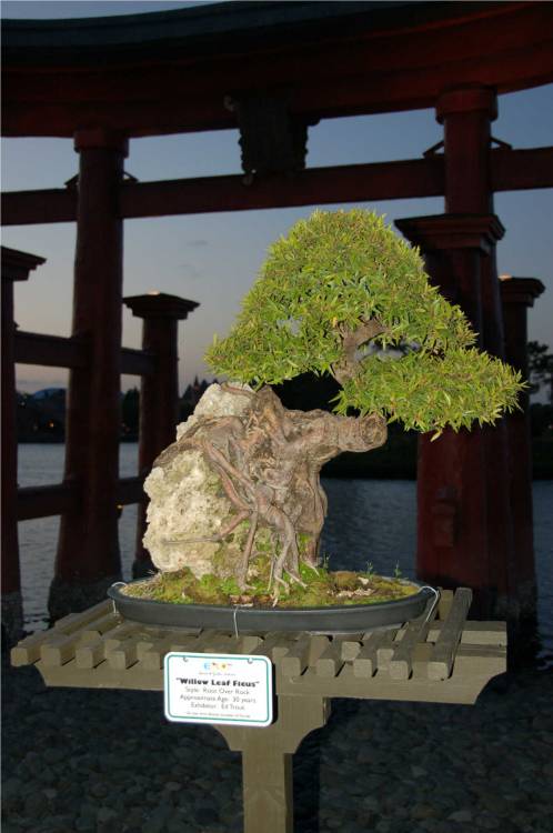Bonsai - Torii Gate