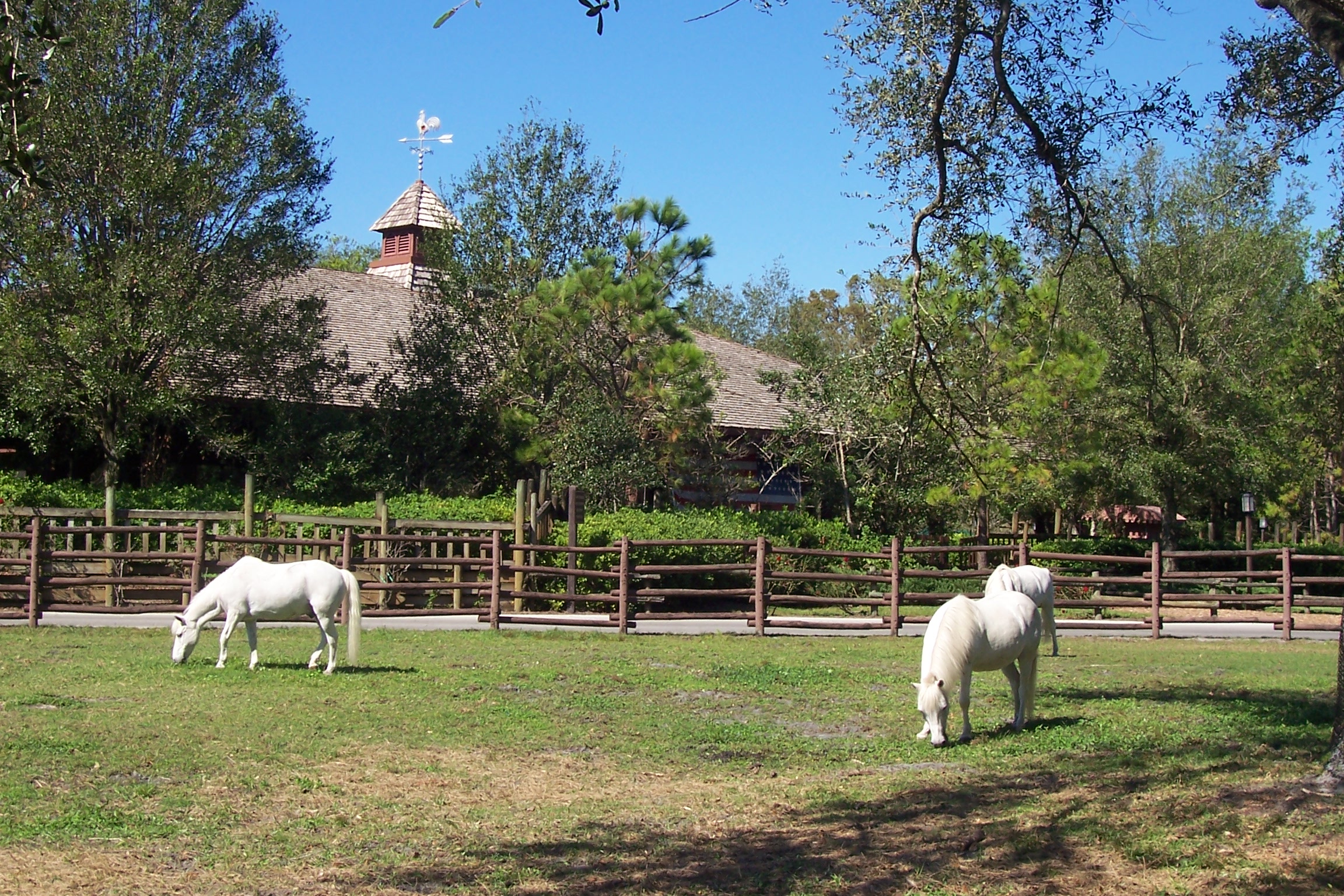 Cindy's ponies grazing.