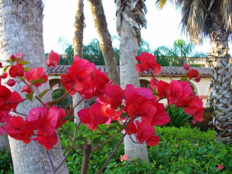 Coronado Springs flowers