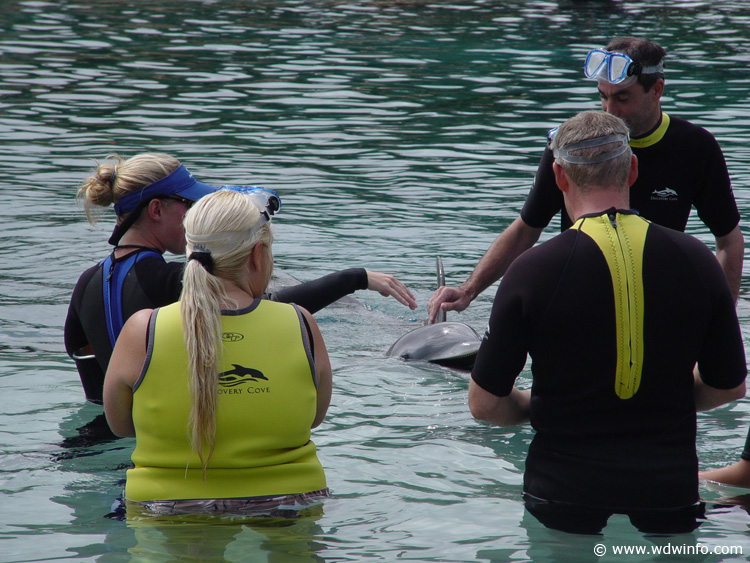Discovery_Cove_Dolphin_Encounter_14