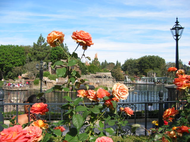 Disneyland Rose