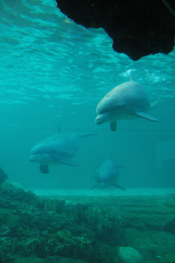 Dolphin Cove Underwater Viewing Area