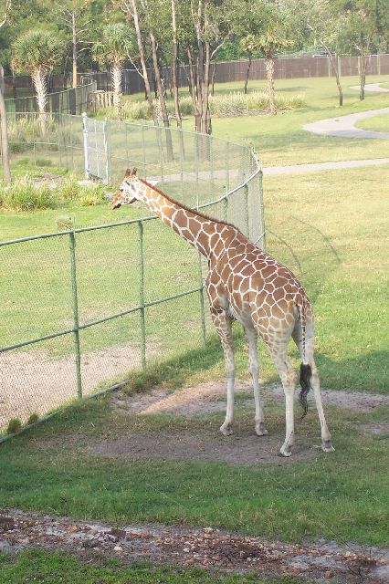Giraffe at Fence