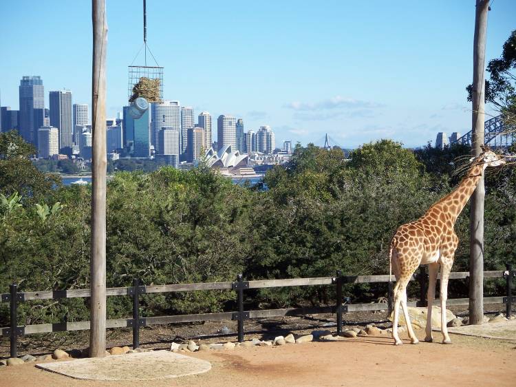 giraffe at Toronga