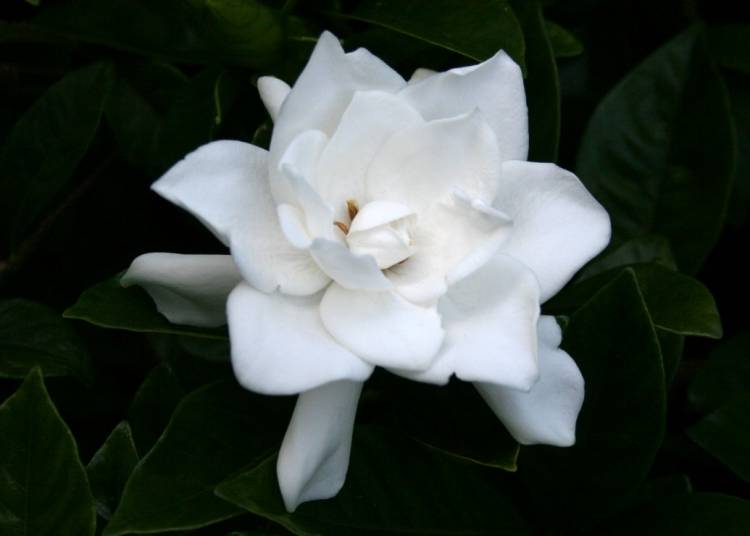 Magnolia (at Magnolia Bend)