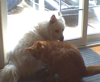 My cat Spitfire and my dog Shetan