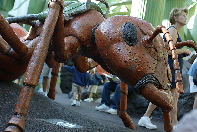 Playground ant