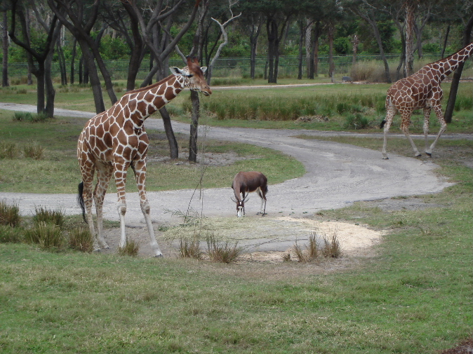 Reticulated Giraffe and Blesbok