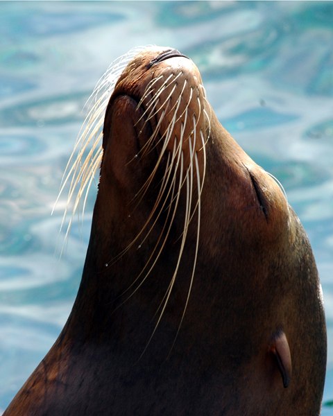 Sea Lion -Pacific Point Preserve at SW