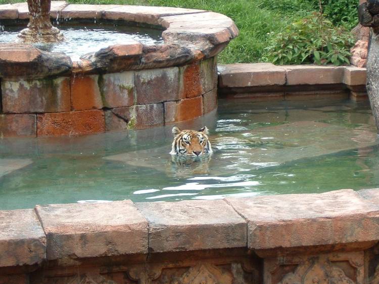 Tiger Cooling Off