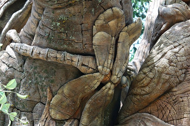Tree of Life - Dragonfly