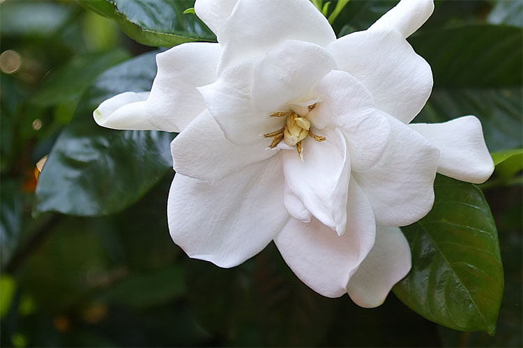 White Flower - Gardenia