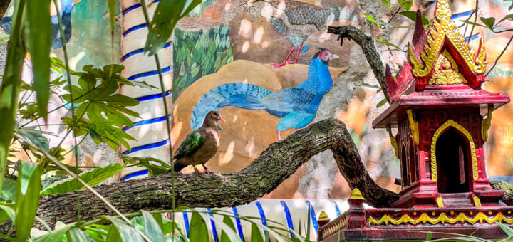maharajah-jungle-trek-animal-kingdom-birds-return-aviary-01-720x340.jpg