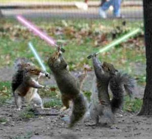 squirrelfight.jpg