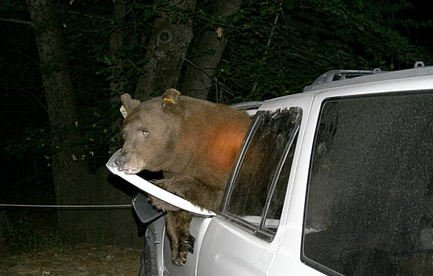 bear+in+car.jpg