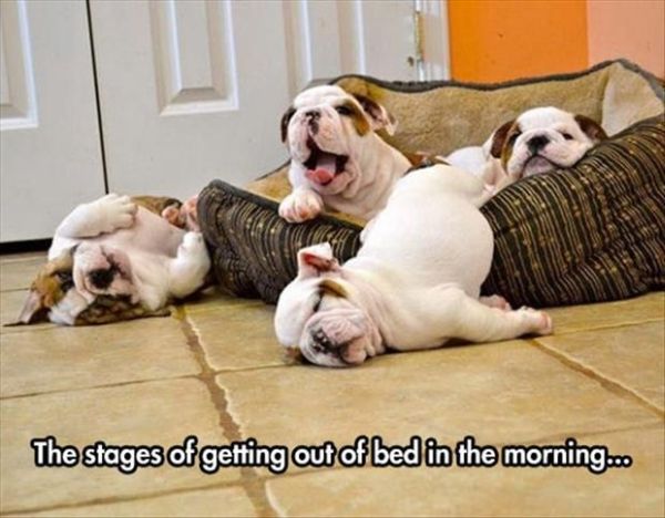 dog-humor-stages-of-getting-out-of-bed-puppies.jpg