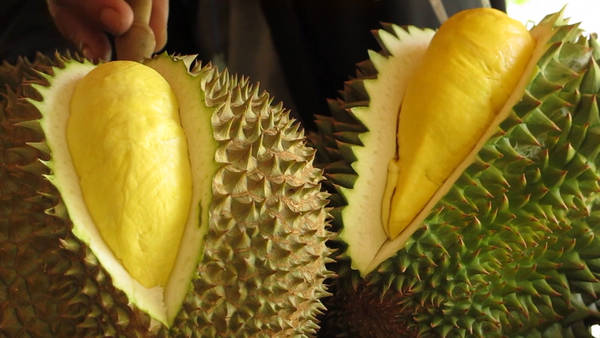 video-travel-durian-articleLarge.jpg