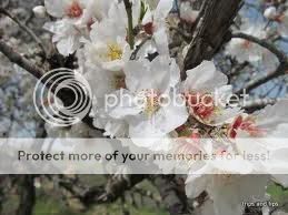 almondtreeflowering.jpg