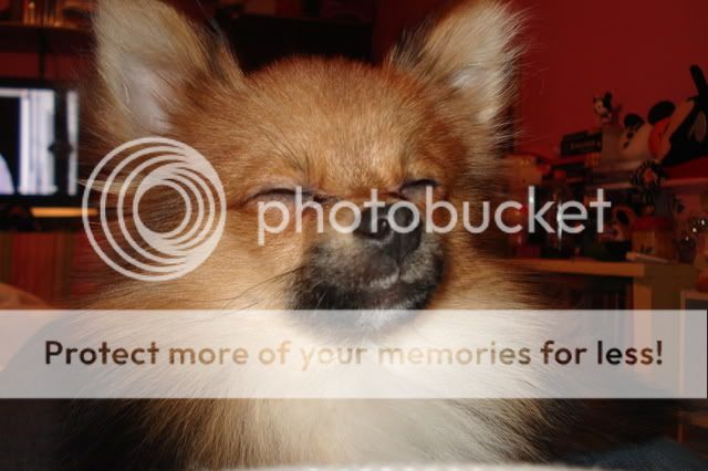 puppyphotoshoot004.jpg