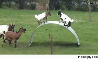 practicing-how-to-goat-89514.gif