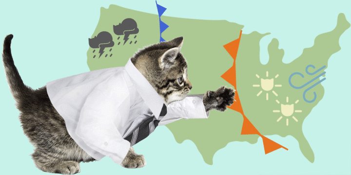 funny-weather-cat-720x360.gif
