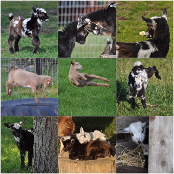 Image result for collage baby goats