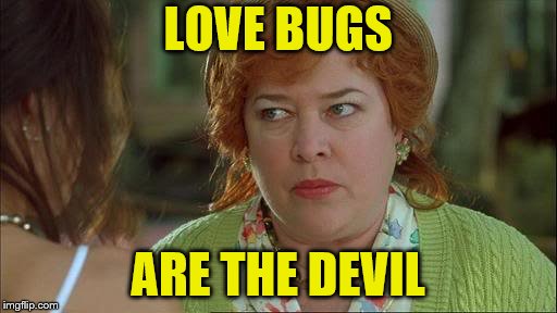Image result for funny florida love bugs gif