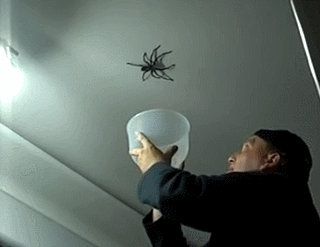 7 Spider GIFs That Will Haunt Your Dreams. OMG! | Dreaming of you, Spider,  Gif