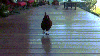 Chickens-Chase-Blueberries.gif